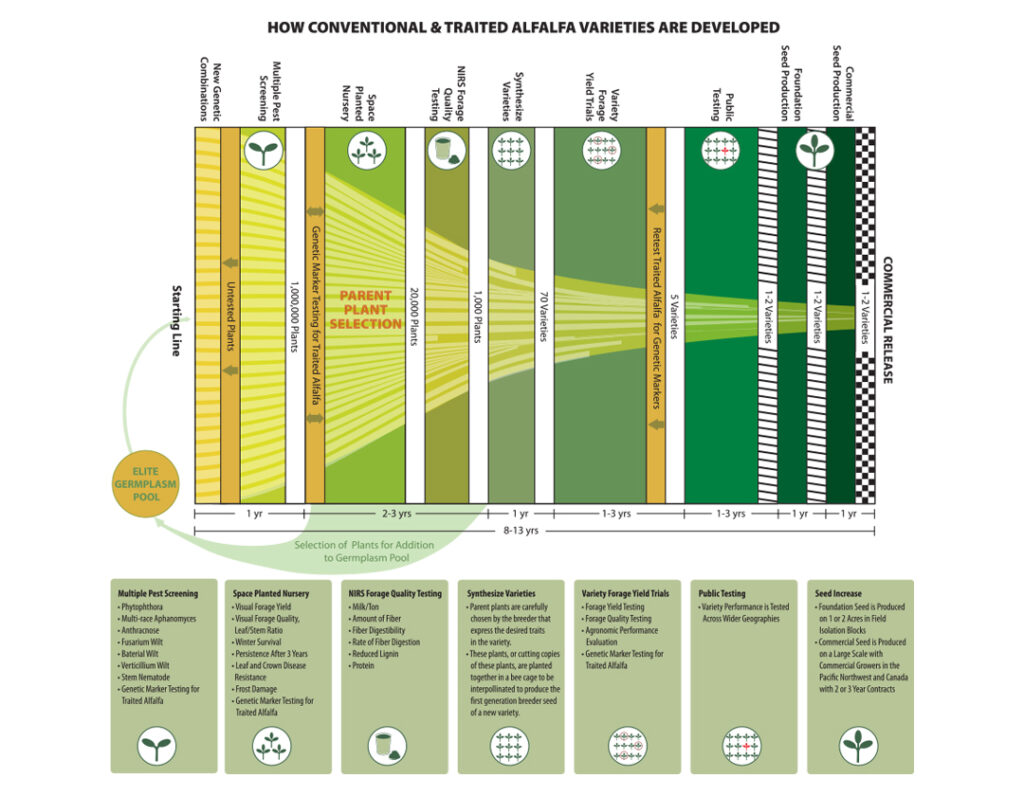 Alfalfa Seed Variety Infographic