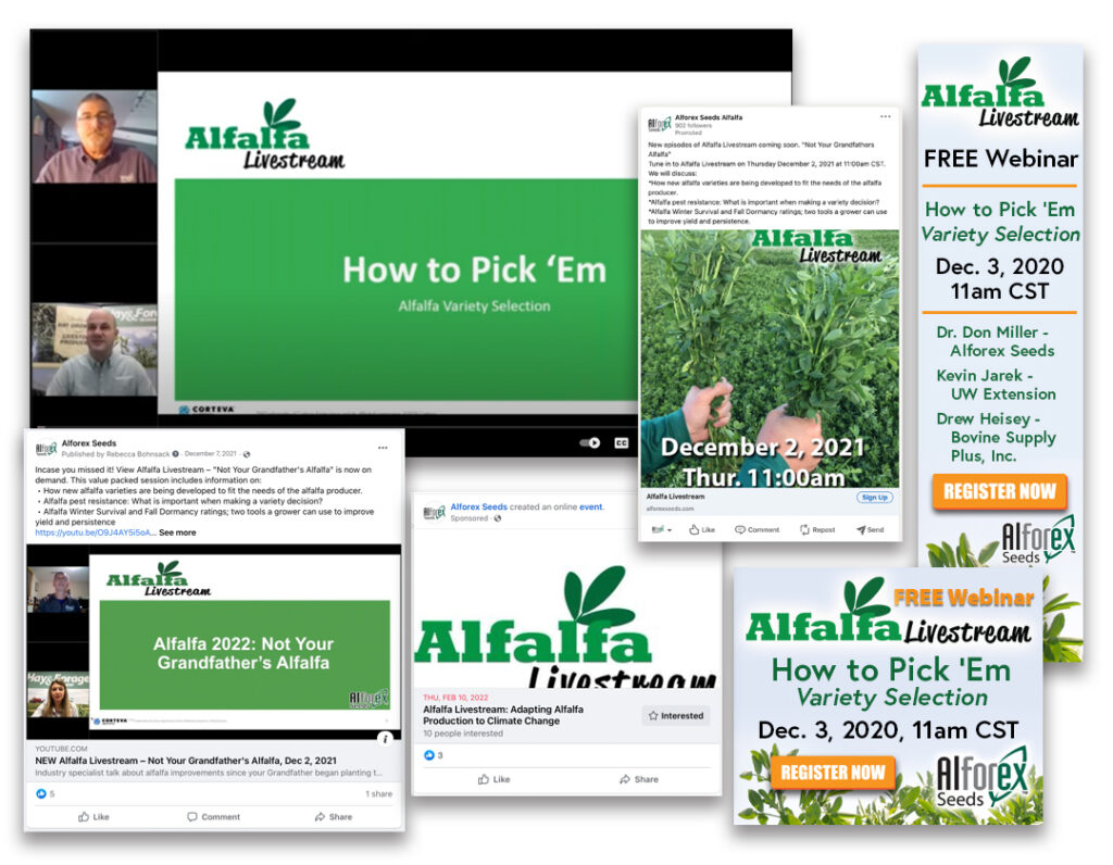Alfalfa Livestream Alforex Seeds